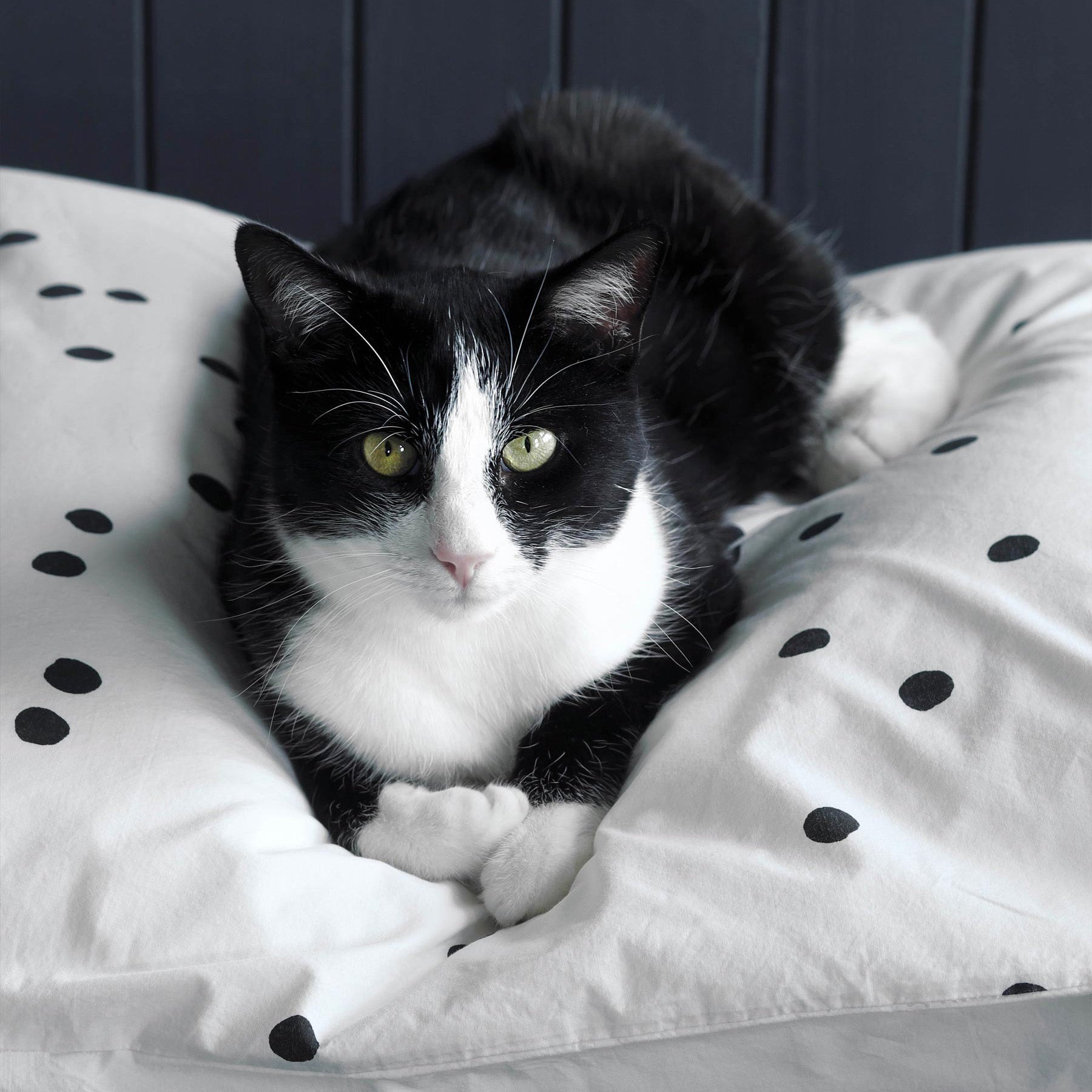 federa odette milk, colore milk, taglia 50 x 70. design sobrio ed elegante, ideale per ogni stile di camera da letto